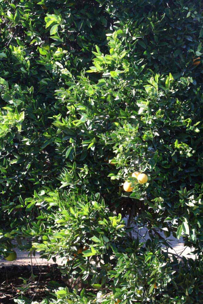            Habit (Riverside, CA)   